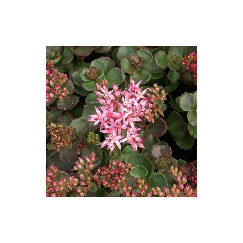 Orpin pourpre, Sedum à fleurs Rouge/ - feuillage Persistant - Godet - 5/20 cm - Imagen 2