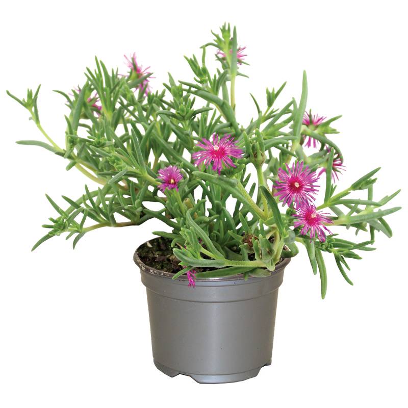 Delosperma cooperi  pot 10,5 cm - Image 1