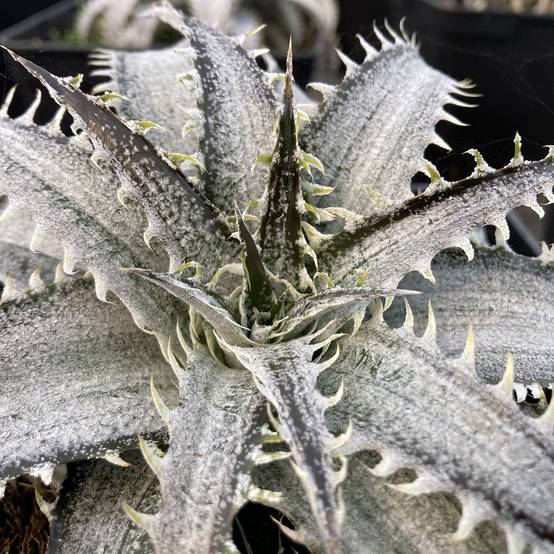 Dyckia Grand Marnier Pot de 2L/3L