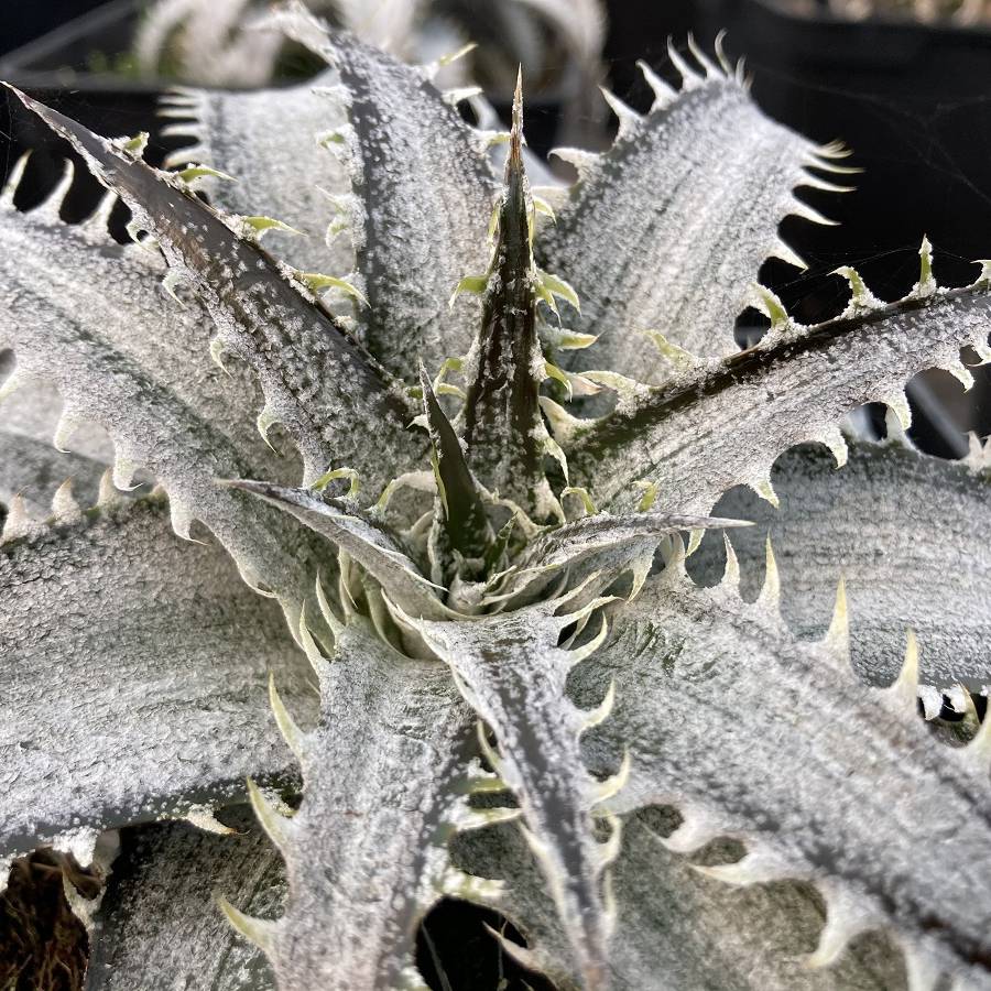 Dyckia Grand Marnier Pot de 2L/3L