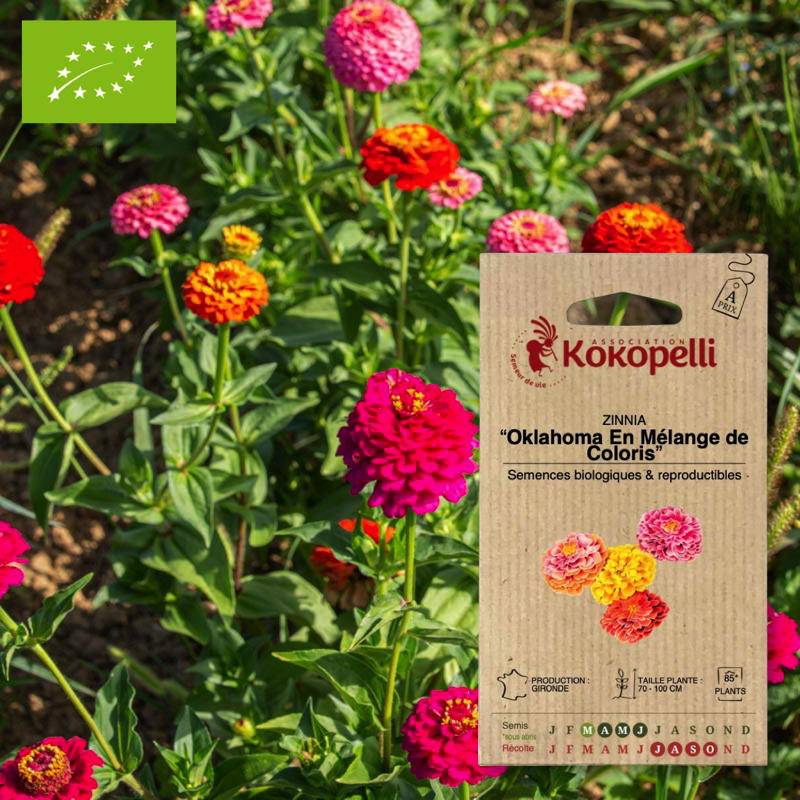 Graines bio à semer - Zinnia Oklahoma En Mélange de Coloris- Association Kokopelli