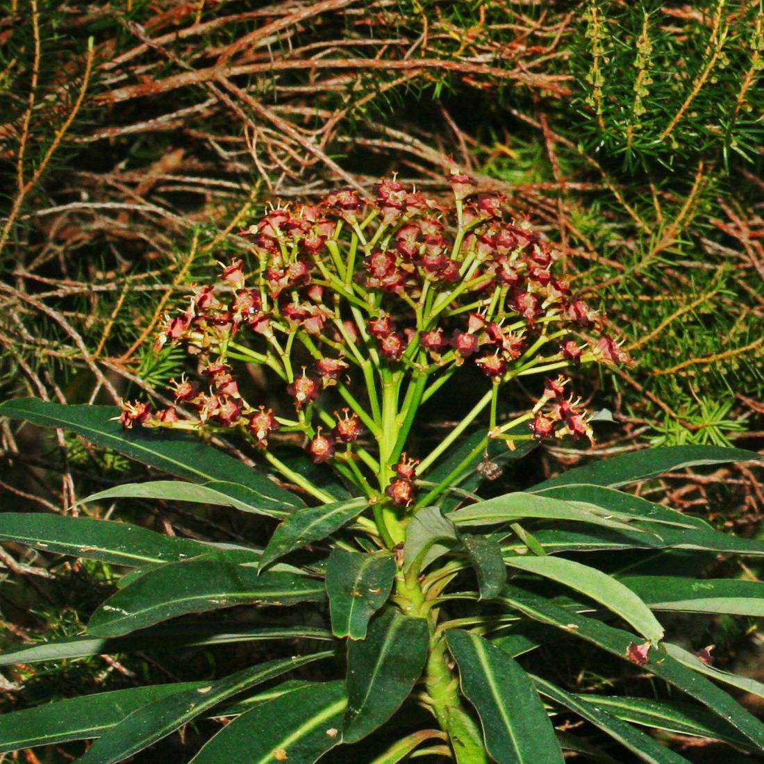 Euphorbe mellifère - Euphorbia mellifera Pot de 2L/3L