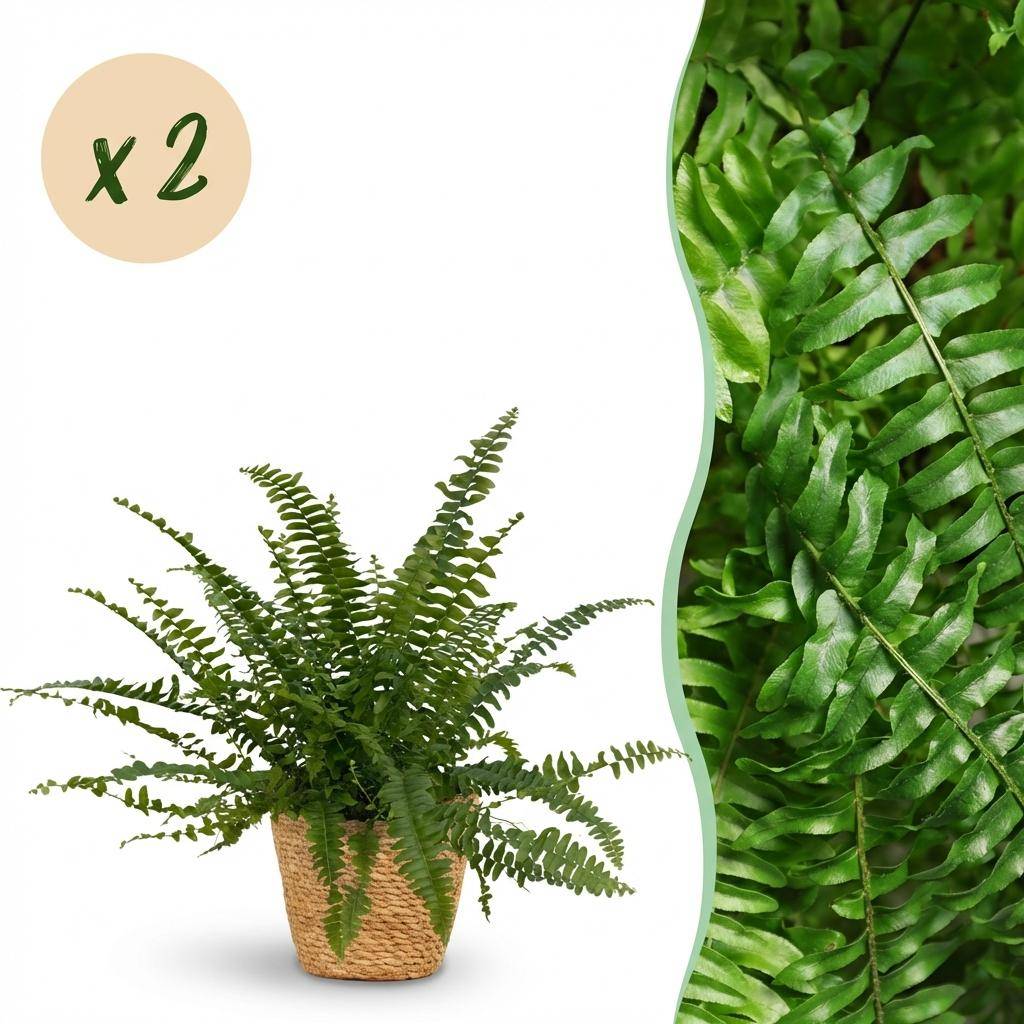 Nephrolepsis exaltata Green Lady - Pet-friendly - Pot de 12cm - Hauteur 25-30cm - 2 plantes - Panier - Plantes d'intérieur