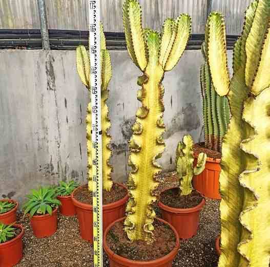 0 - Euphorbia ingens 'Marmorata' Pot de 35L 100/120cm