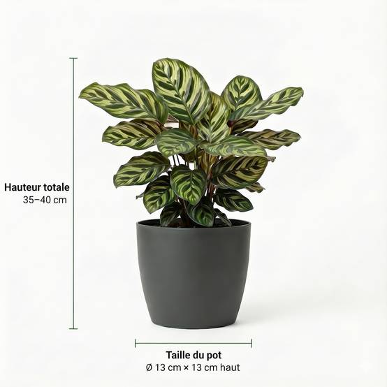 0 - Plantes d'Intérieur - 6 avec Panier - Purificatrices et Faciles - Image 4