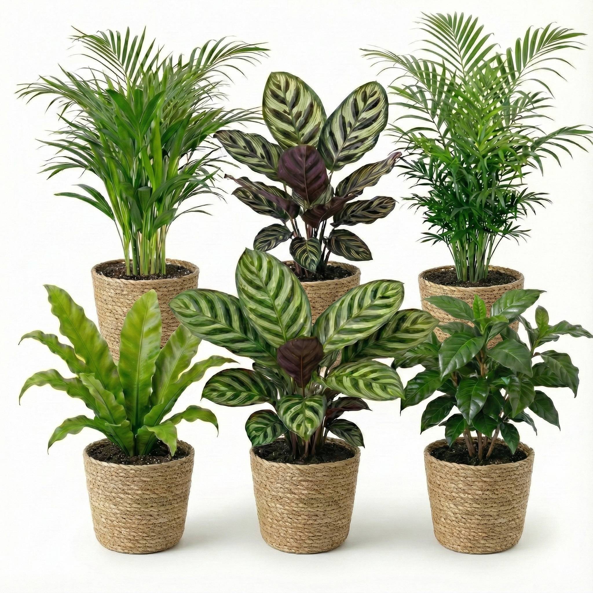 0 - Plantes d'Intérieur - 6 avec Panier - Purificatrices et Faciles - Image 1
