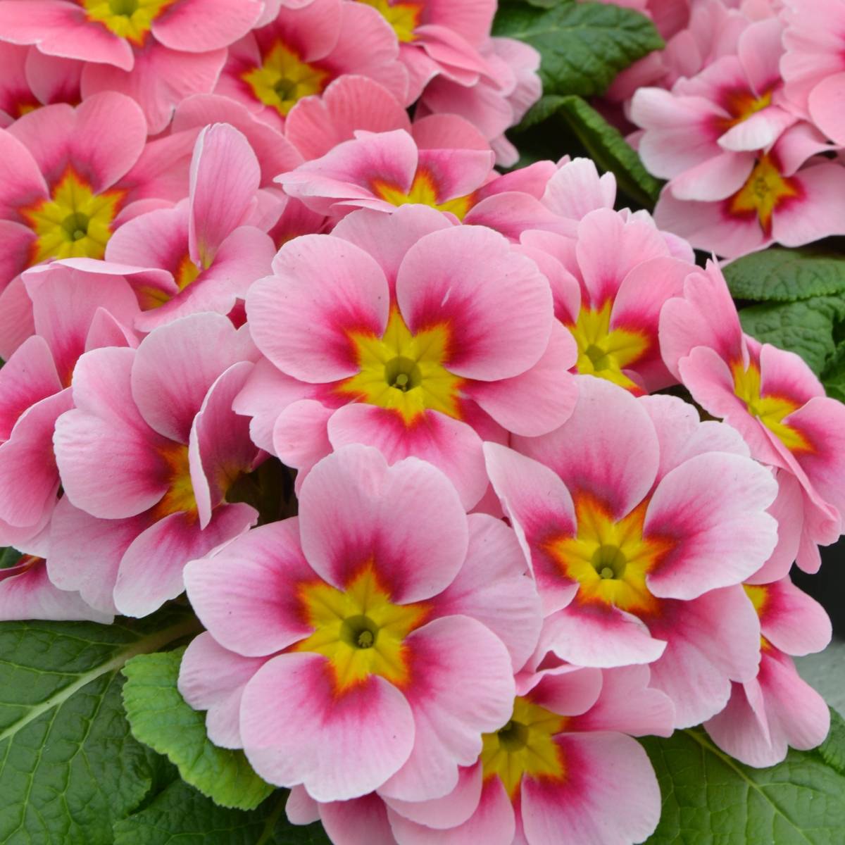 Promesse de Fleurs - Primevère Ringostar Cherryblossom - Primula acaulis Mini-motte Ø 3/4 cm (par 5)