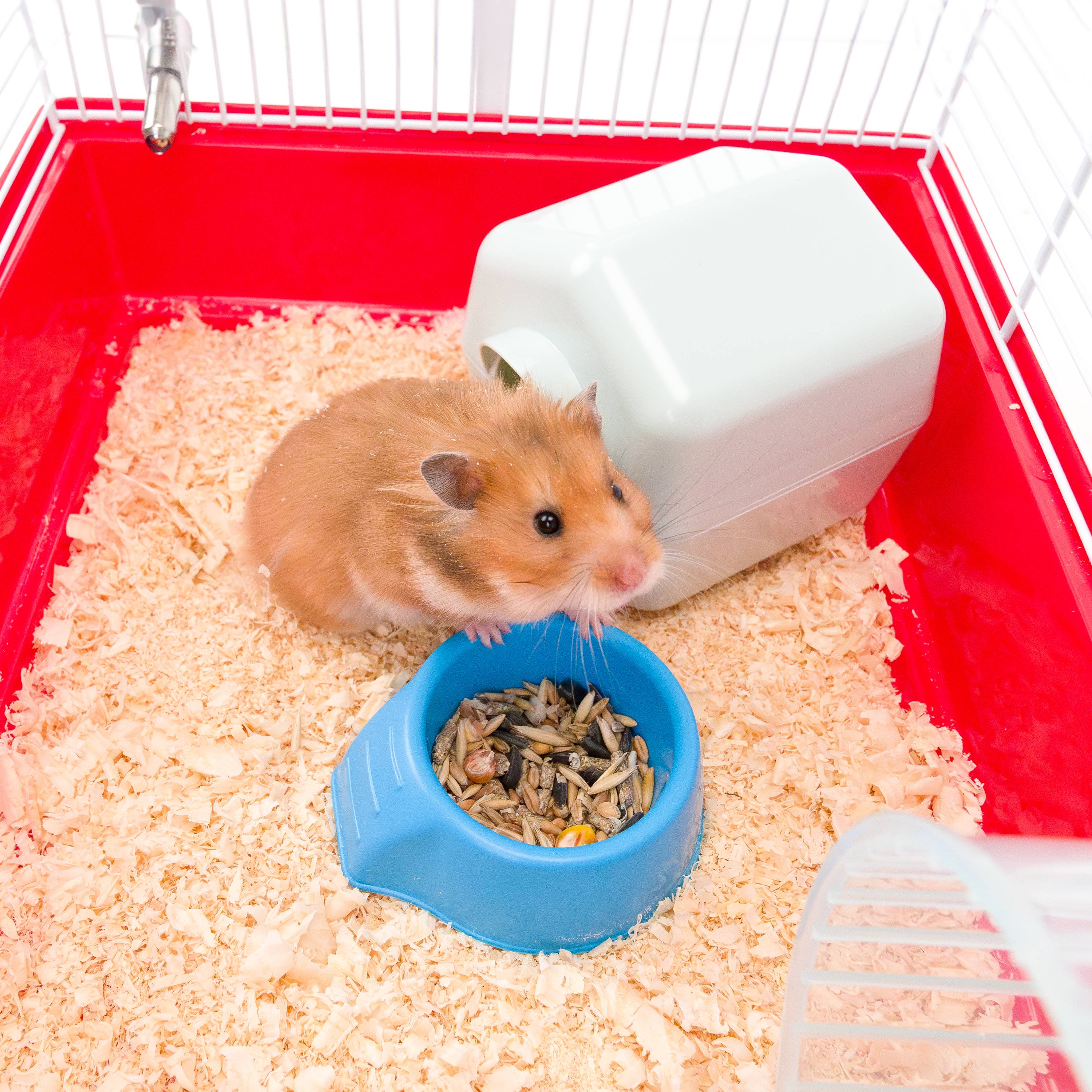 Ferplast - Cage pour Hamsters Petits Rongeurs CRICETI 9, en Plastique, Accessoires inclus - Image 5