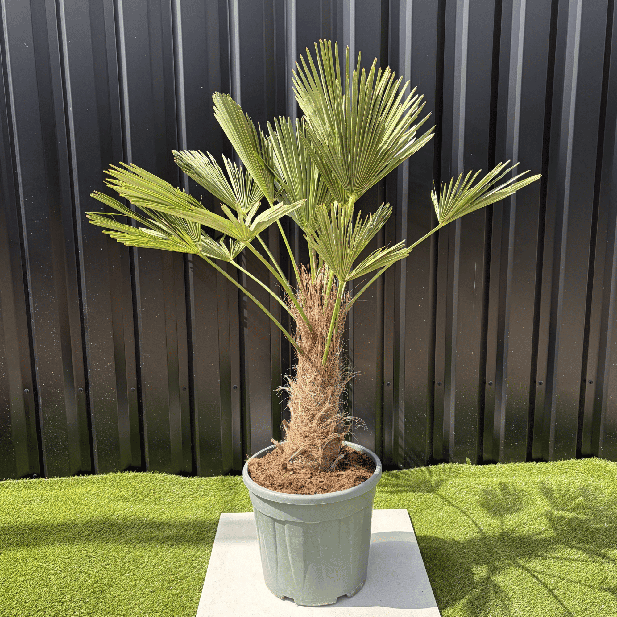 Palmier Trachycarpus Wagnerianus Tronc de 30/40 cm, H.120 cm - Image 1