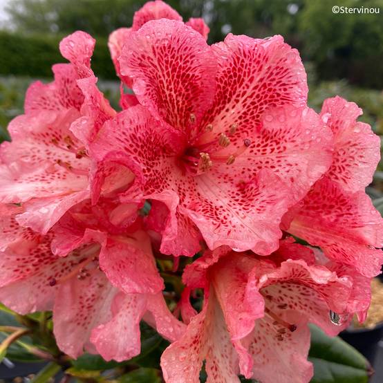 Rhododendron Château de Josselin Pot de 4L/5L