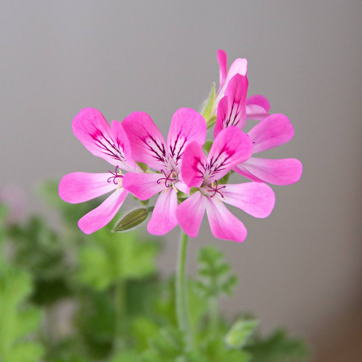 Pelargonium odorant Pink Capricorn - Géranium parfum rose coriandre Godet de 8/9 cm