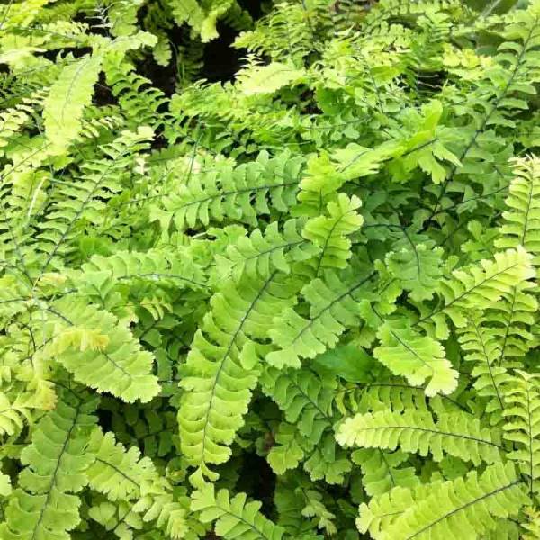 Promesse de Fleurs - Adiantum pedatum Imbricatum - Fougère capillaire Godet de 8/9 cm
