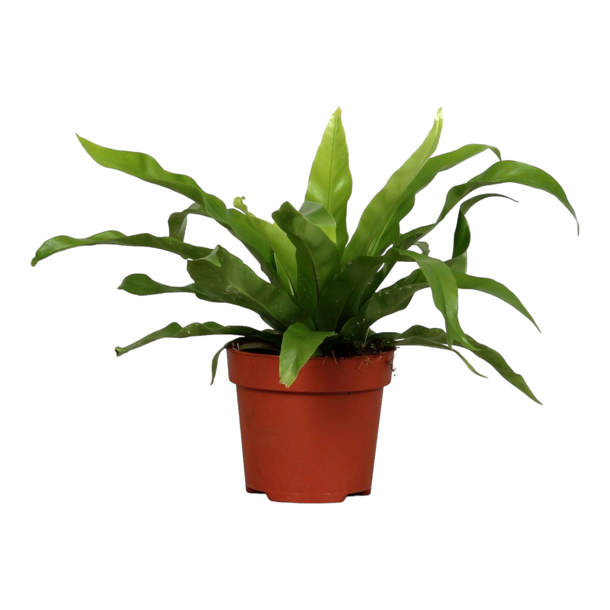 Asplenium 'Antiquum' 25cm - Plante d'intérieur- La Green Touch - Image 1