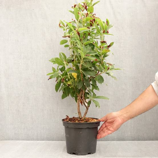 Azalée de Chine Arneson Gem Pot de 4L/5L - Image 2