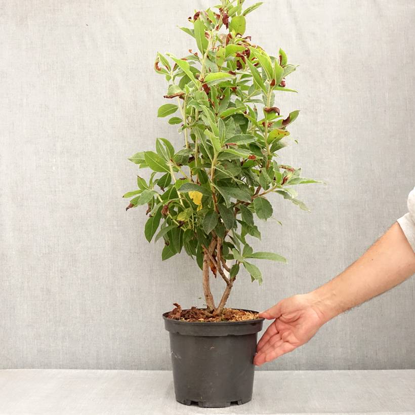 Azalée de Chine Arneson Gem  Pot de 4L/5L - Image 2