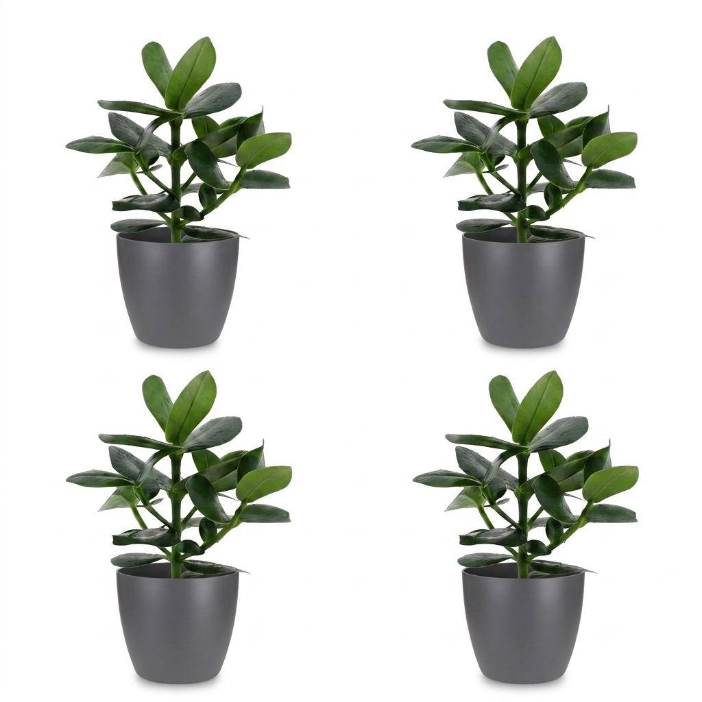 La Green Touch - Clusia rosea Princess - Arbre autographe - Lot de 4 plantes - Avec cache-pot gris - Pot Ø12 cm, H 40 cm - Image 2