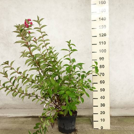 Weigela hybride Red Prince Pot de 7,5L/10L - Image 2