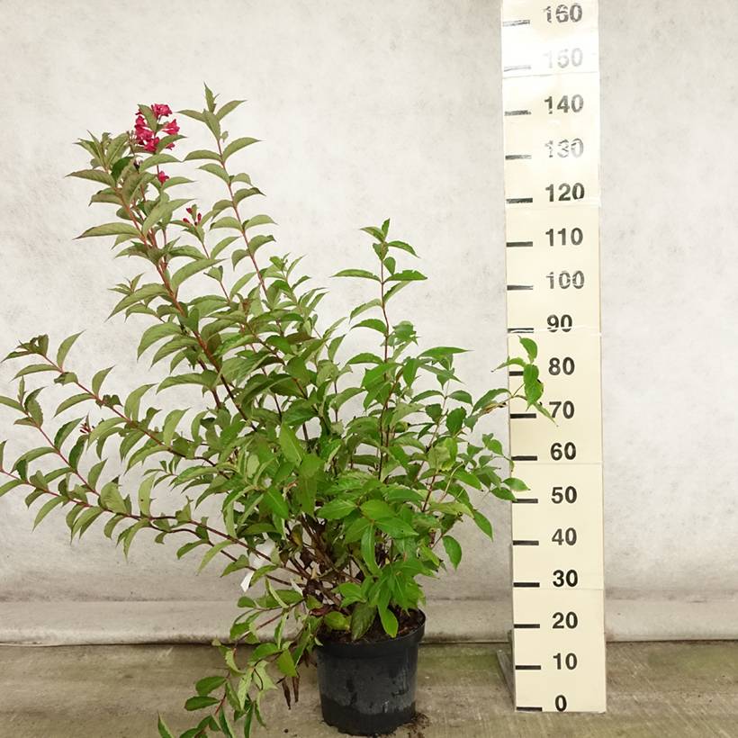 Weigela hybride Red Prince Pot de 7,5L/10L - Image 2