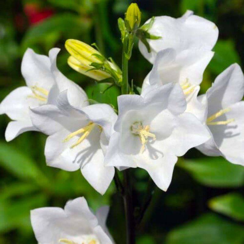 3 Campanules à Feuilles de Pêcher  (Campanula Persicifolia) - Lot de 3 vivaces - Pépinières Naudet - Image 1