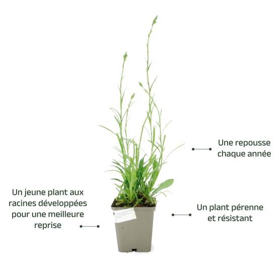 3 Campanules à Feuilles de Pêcher (Campanula Persicifolia) - Lot de 3 vivaces - Pépinières Naudet - Image 3