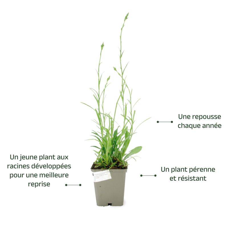 3 Campanules à Feuilles de Pêcher  (Campanula Persicifolia) - Lot de 3 vivaces - Pépinières Naudet - Image 3