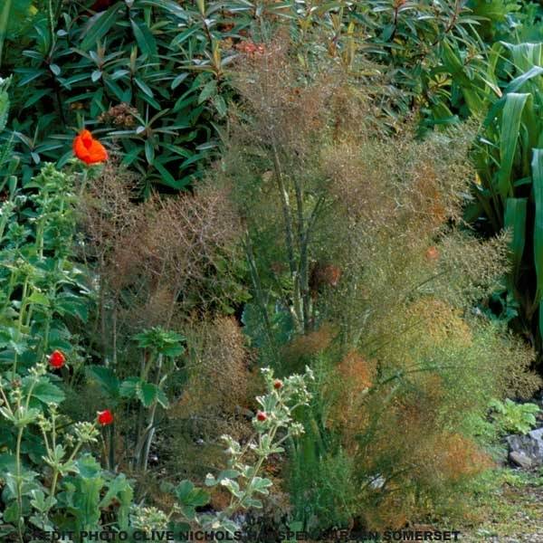 Promesse de Fleurs - Fenouil Bronze Pot de 2L/3L