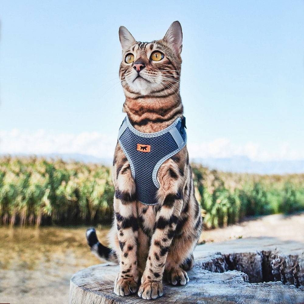Ferplast - Ferplast Harnais Chien Petite Taille NIKITA XS, Harnais pour Chat Respirant, Rembourré et Ajustable, Facile à Porter, Bords Réfléchissants, Poitrine - Imagen 4