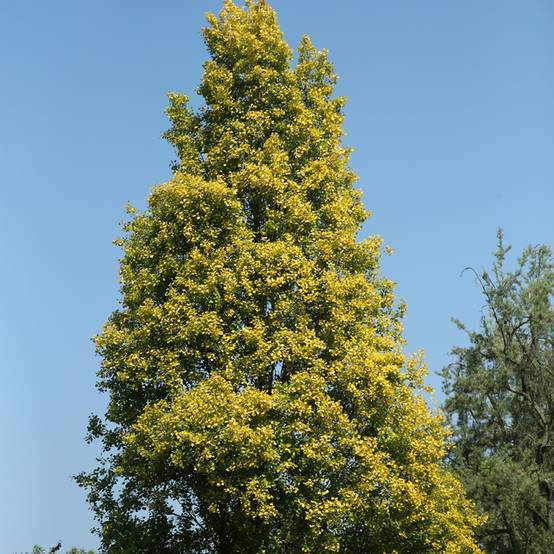 Populus nigra Lombardy Gold - Peuplier noir Pot de 3L/4L
