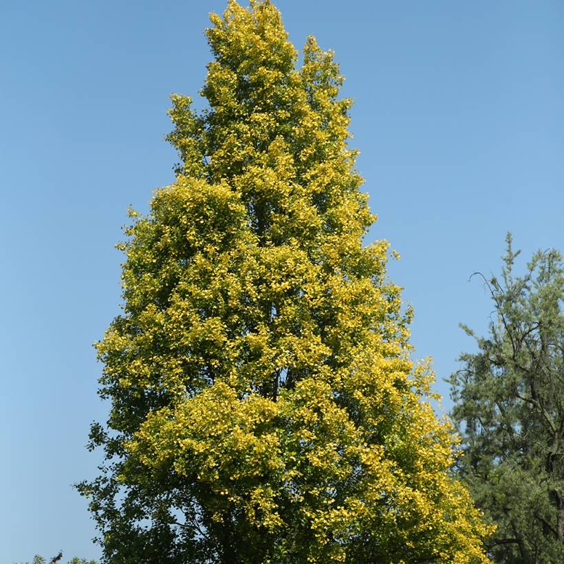 Populus nigra Lombardy Gold - Peuplier noir Pot de 3L/4L