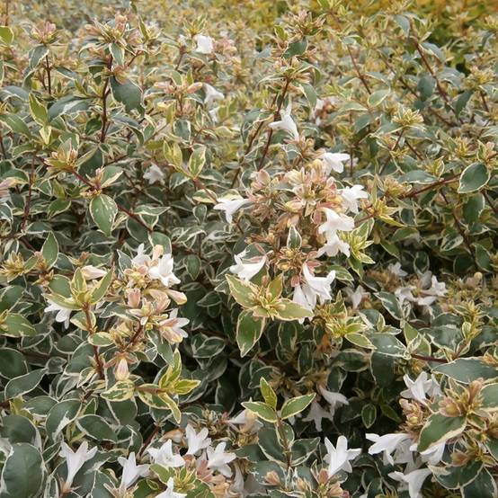 Abelia grandiflora Steredenn Levabes - Abélie panachée Pot de 1L/1,5L - Image 1