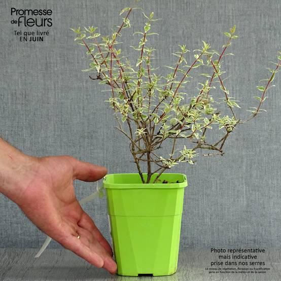Abelia grandiflora Steredenn Levabes - Abélie panachée Pot de 1L/1,5L - Image 2