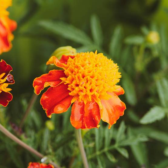 Graines d'Oeillet d'Inde Orange Flame - Tagetes patula le sachet de 350 graines environ (1g)