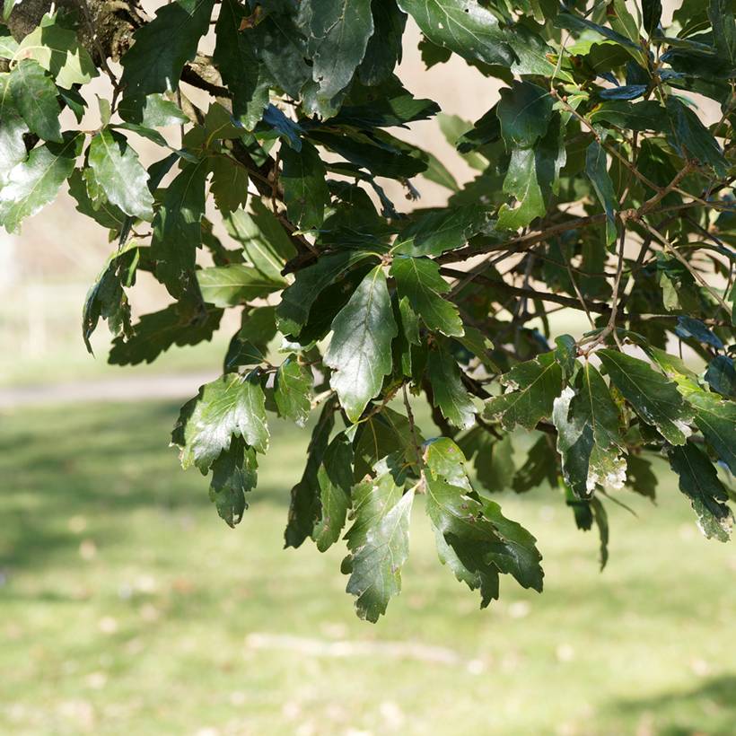 Promesse de Fleurs - Chêne de Turner - Quercus turneri pseudoturneri Pot de 4L/5L - Image 1