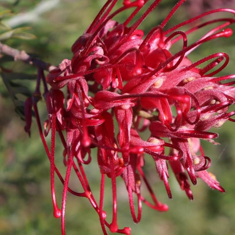 Grevillea Canberra Gem, Grevillea à fleurs Rose/Rouge - feuillage Persistant - Pot de 7,5L - 80/100 cm - Imagen 3