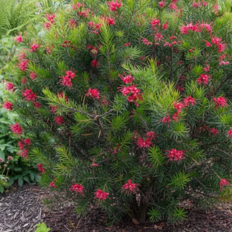 Grevillea Canberra Gem, Grevillea à fleurs Rose/Rouge - feuillage Persistant - Pot de 7,5L - 80/100 cm - Imagen 2