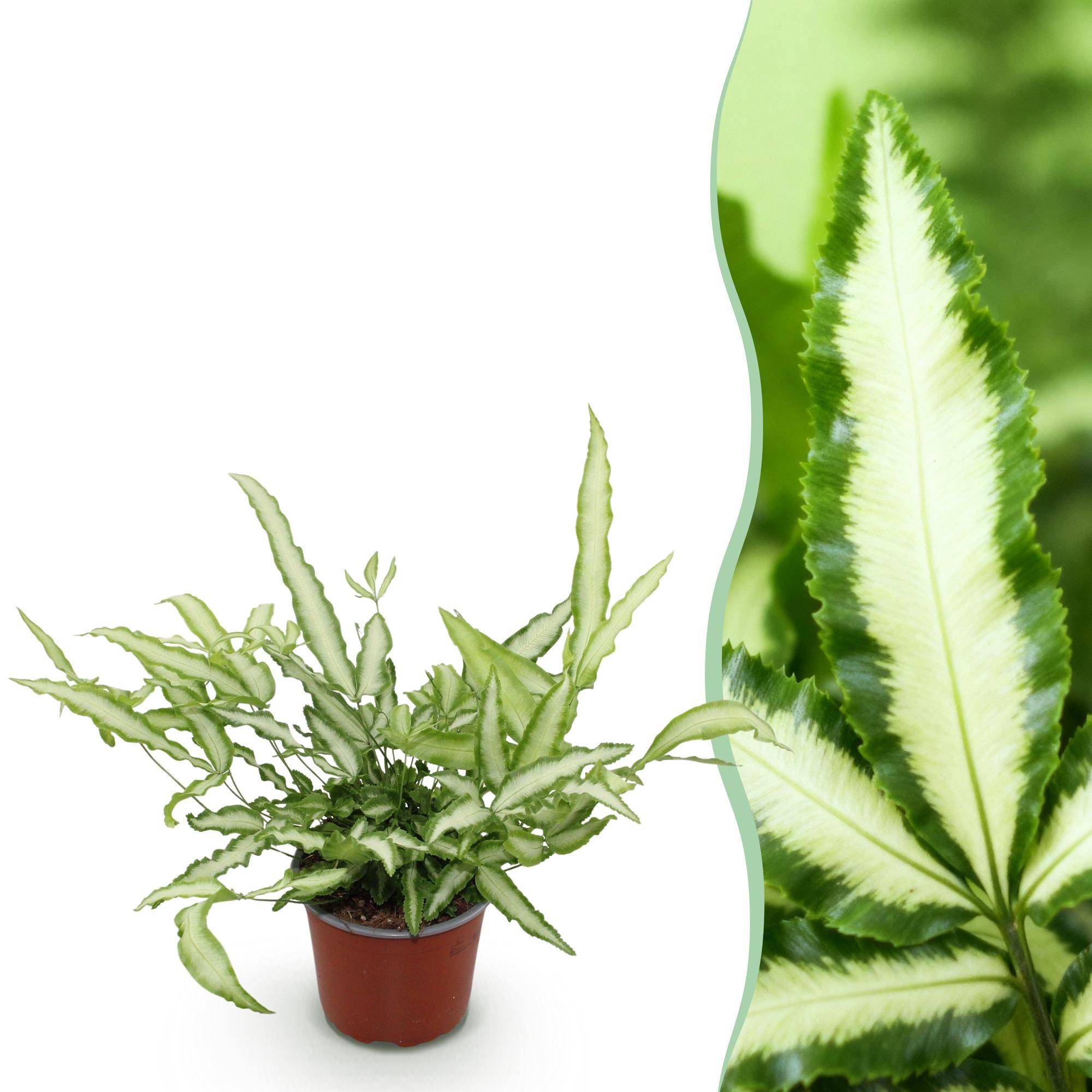 Pteris cretica Albolineata - Pet-friendly - Plante fougère - Pot de 12cm - Hauteur 20-30cm - 1 plante - Sans cache-pot - Plantes d'intérieur