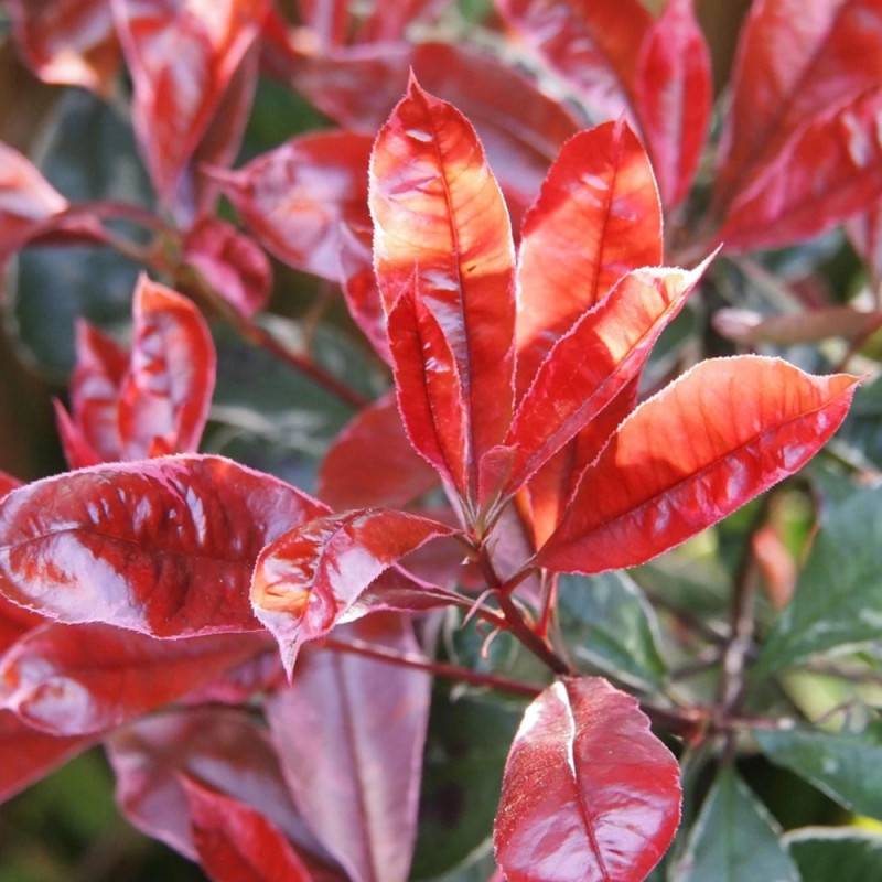 Photinia Camilvy à fleurs Blanche/ - feuillage Persistant - Pot de 7,5L - Tigette