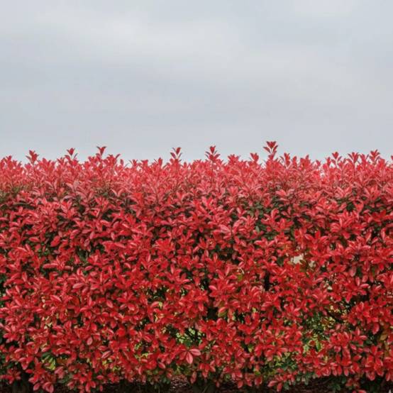 Photinia Camilvy à fleurs Blanche - feuillage Persistant - Pot de 7,5L - Tigette- hauteur à maturité De 2,50 m à 3,00 m - Image 3