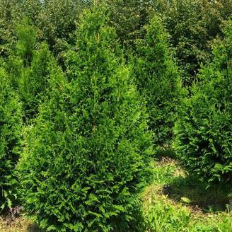 Thuja plicata Can-Can - Thuya compact Godet de 8/9 cm