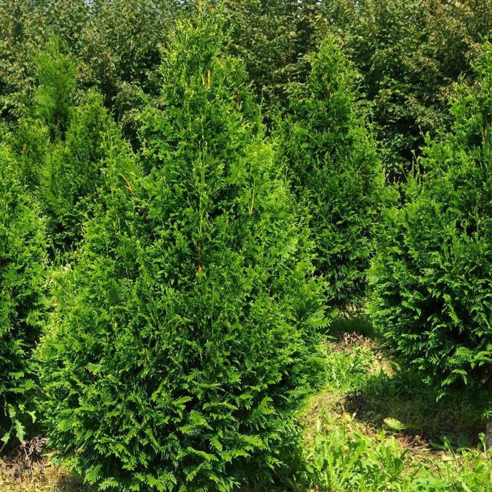 Promesse de Fleurs - Thuja plicata Can-Can - Thuya compact Godet de 8/9 cm
