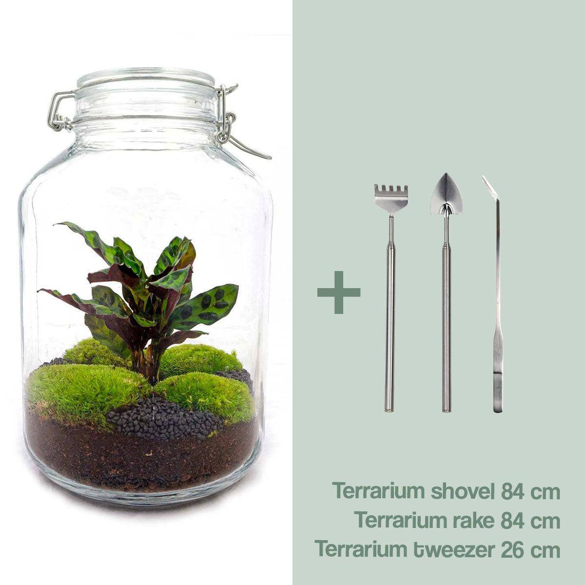 La Green Touch - Kit terrarium DIY - OSLO- La Green Touch  Calathéa Leopardina - Rateau + Pelle + Pince