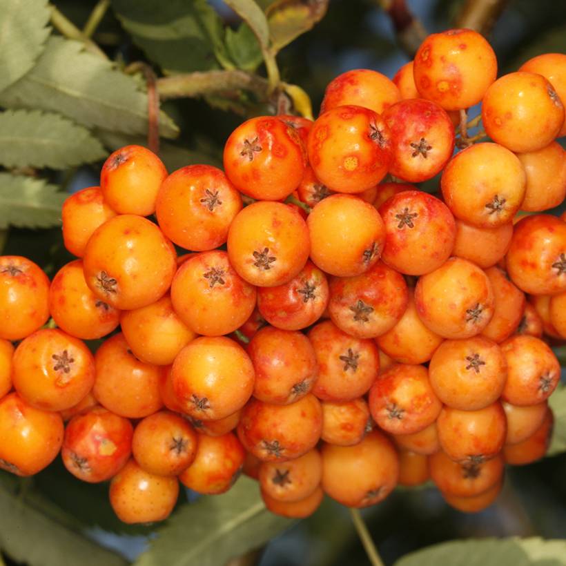Promesse de Fleurs - Sorbier - Sorbus x arnoldiana Copper Glow Pot de 4L/5L