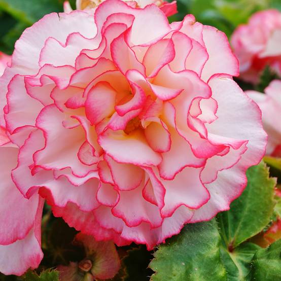 Graines de Bégonia tubéreux Non-Stop Rose Petticoat F1 - Begonia x tuberhybrida le sachet de 20 graines environ