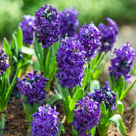 Promesse de Fleurs - Jacinthe Atlantic Bulbe calibre 18/19 (par 5)