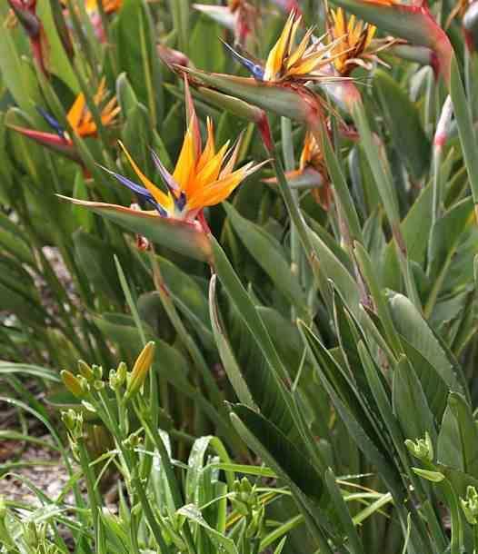 Sitemapcdatahttpsmodeinf Inetcomoiseau Du Paradis Prix Jardiland