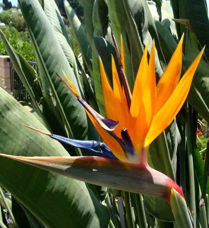 Oiseau Du Paradis Prix Jardiland