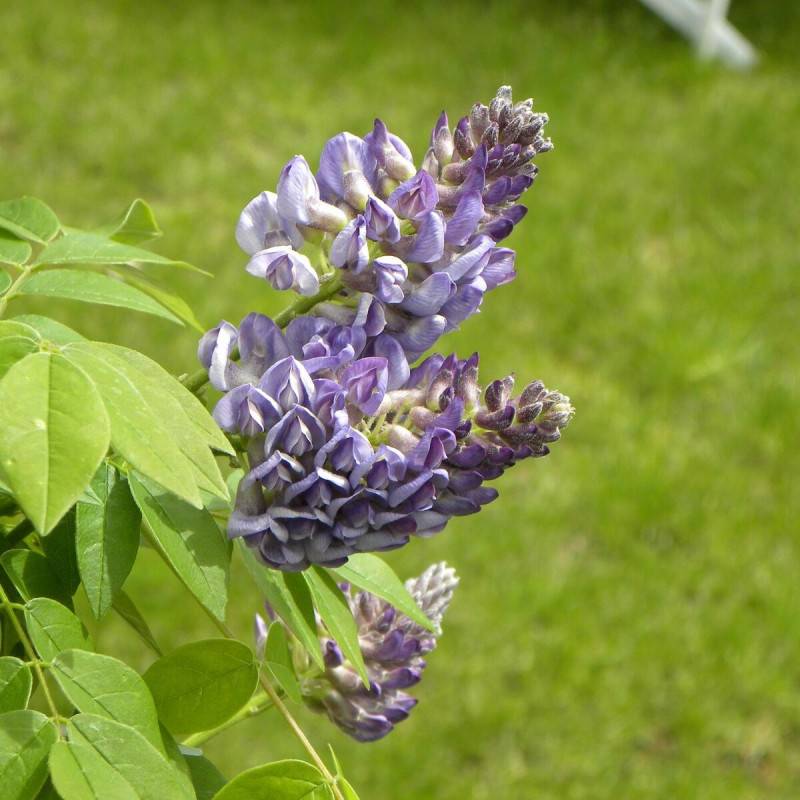 Glycine d'Amérique Longwood Purple à fleurs Mauve - feuillage Caduc - Pot de 3L - Echelle bambou 60/120 cm-  hauteur à maturité De 3,00 m à 5,00 m - Imagen 6