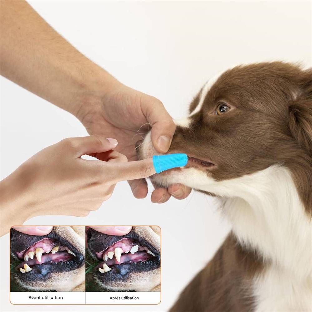 Kit de brosses à dents pour chiens en 4 pièces DtopbuyAge - Image 4