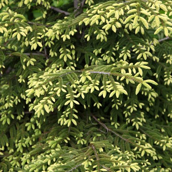 Picea orientalis Summergold - Sapinette d'Orient Pot de 3L/4L - Image 1