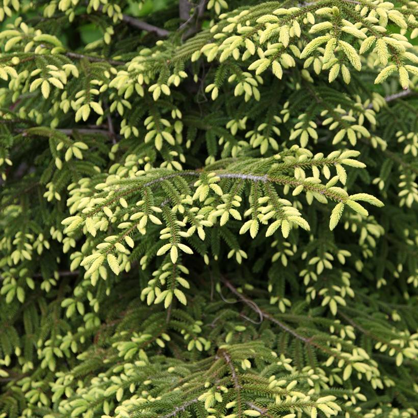 Picea orientalis Summergold - Sapinette d'Orient Pot de 3L/4L